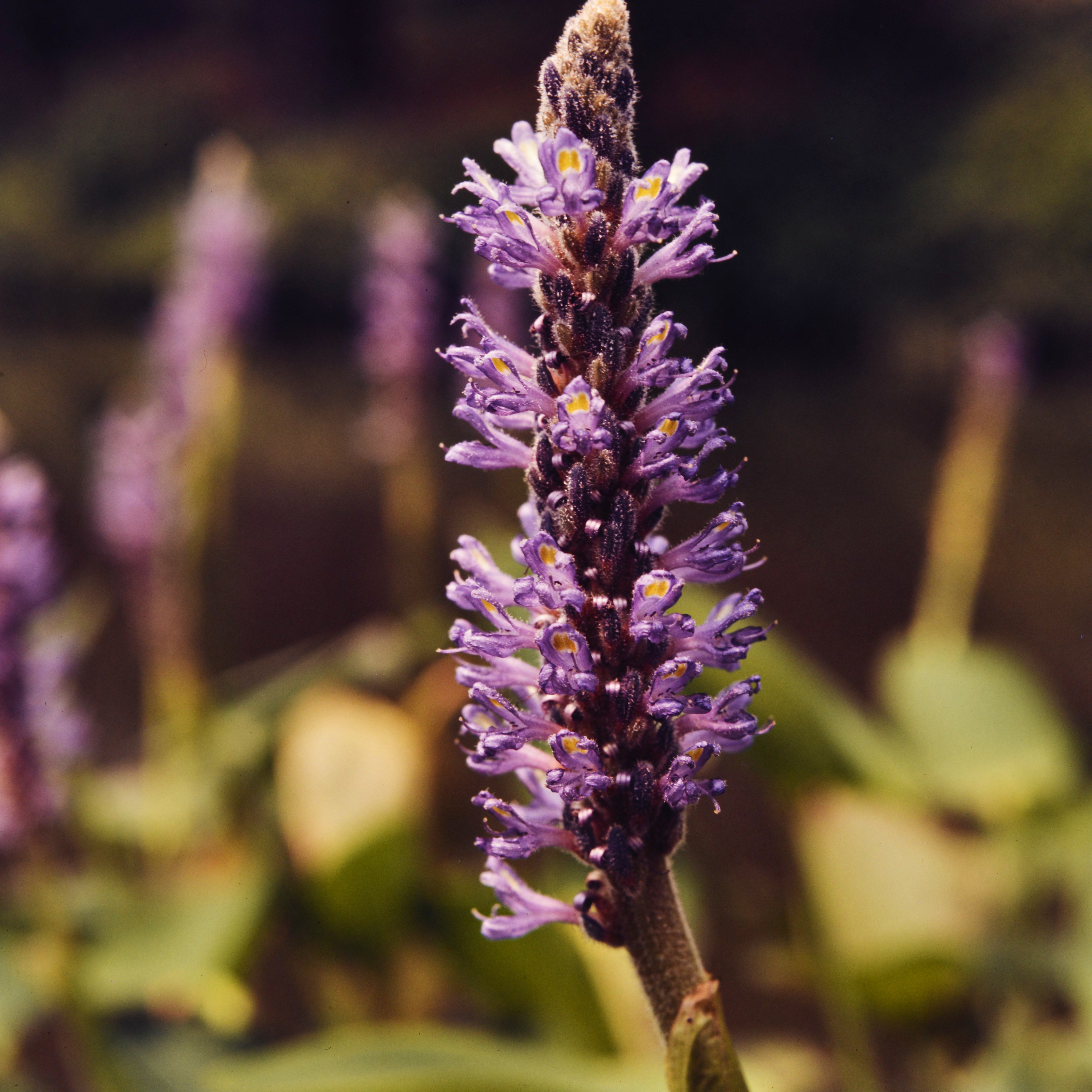 pickerel weed